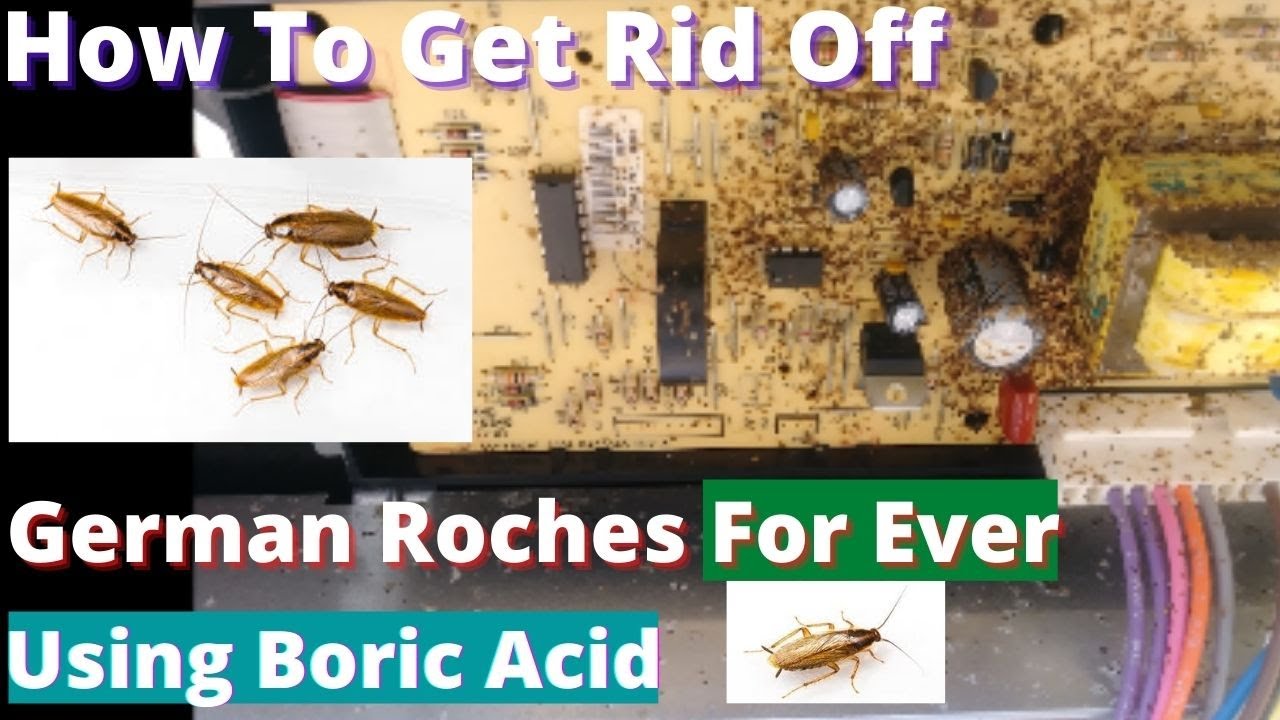 Get Rid Of German Roaches FOR GOOD  - Using Boric Acid - Worst Roach Infestation
