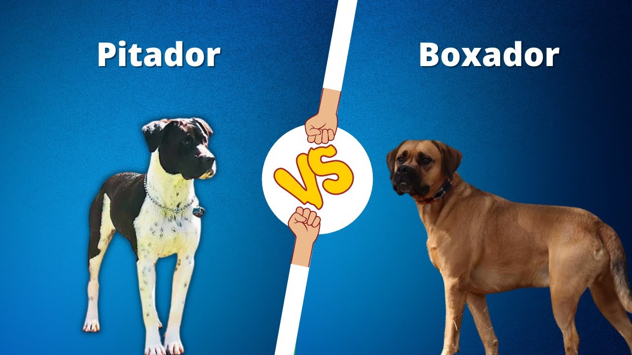 Pitador VS Boxador | Boxador vs Pitador  dog breed comparison | Mix breed