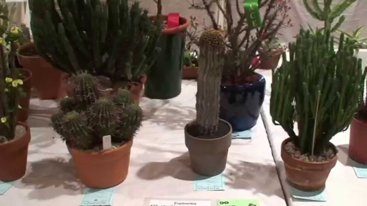 Melbourne Cactus and Succulent Show 2015