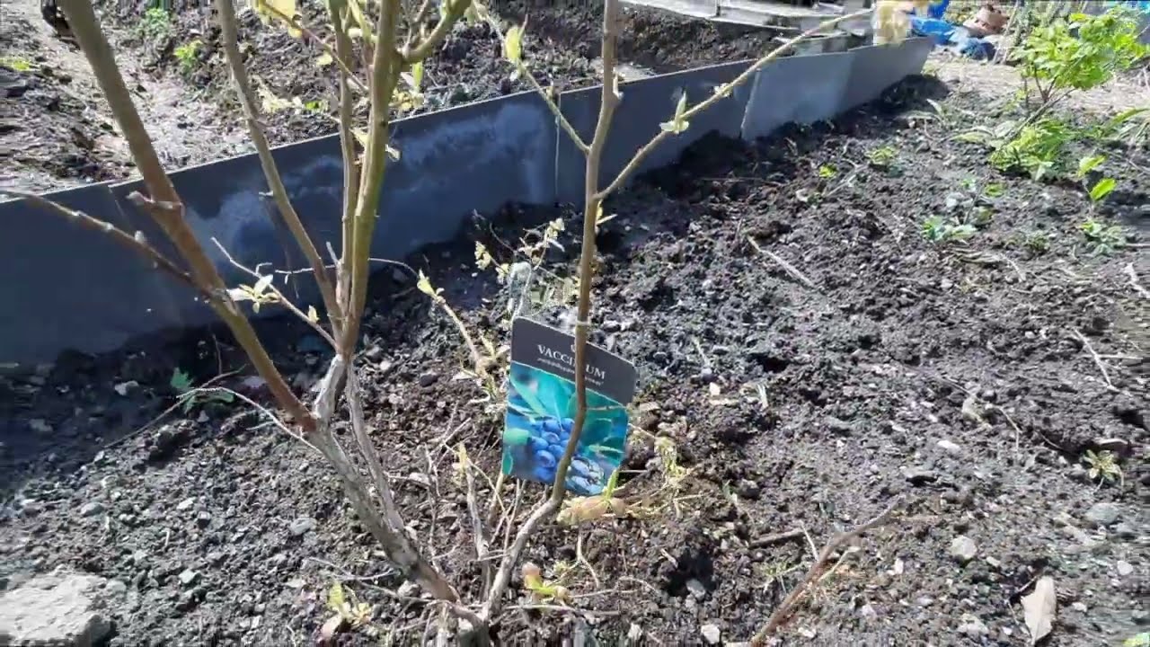 Ericaceous soil for Blueberry cuttings