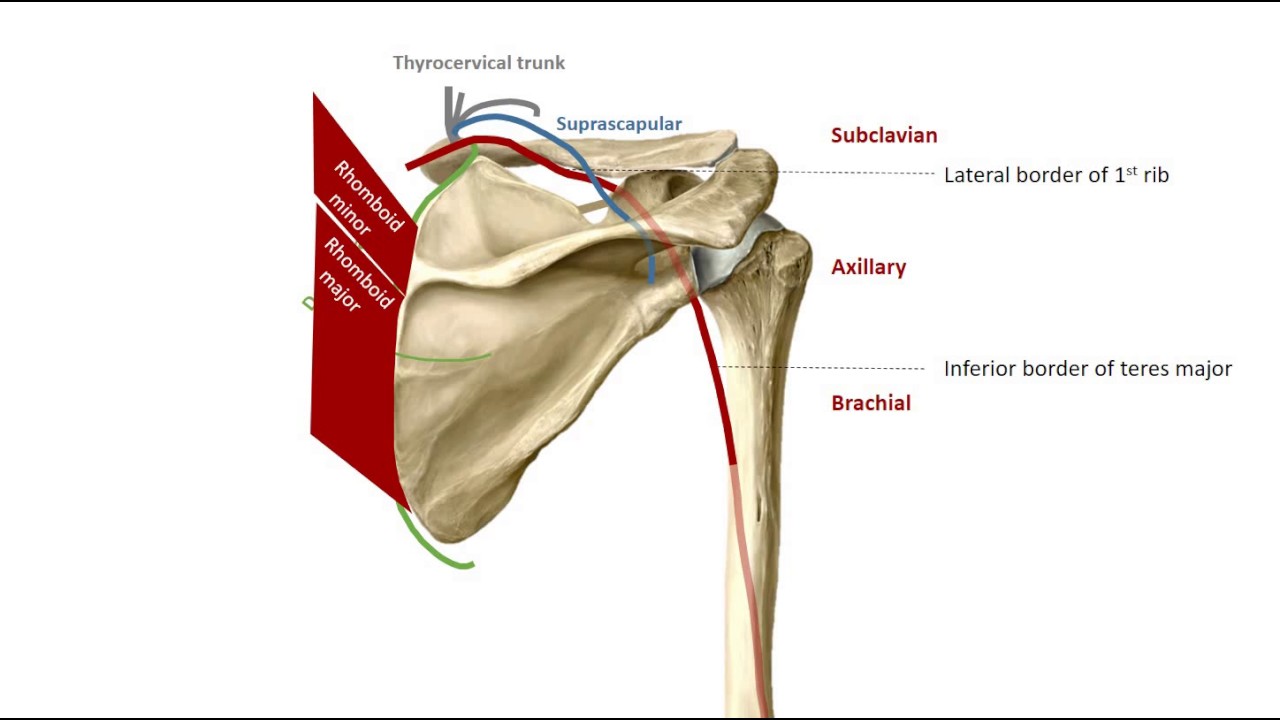 The Scapular Anastomoses in 2 mins