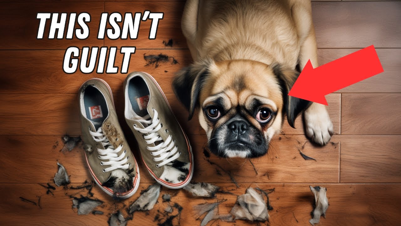 The Biggest Dog Myths, Debunked: 14 Lies You've Been Told