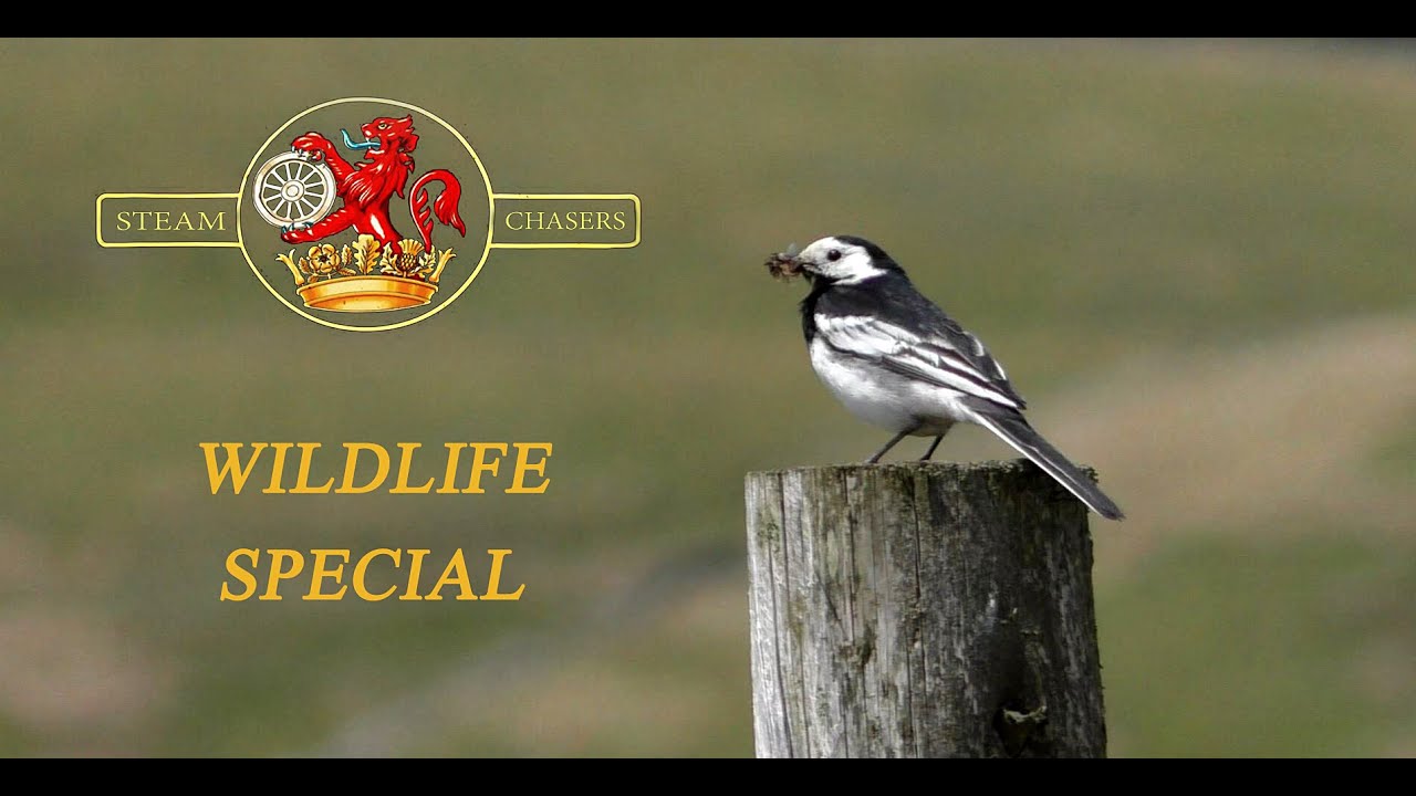 Steamchasers Wildlife Special