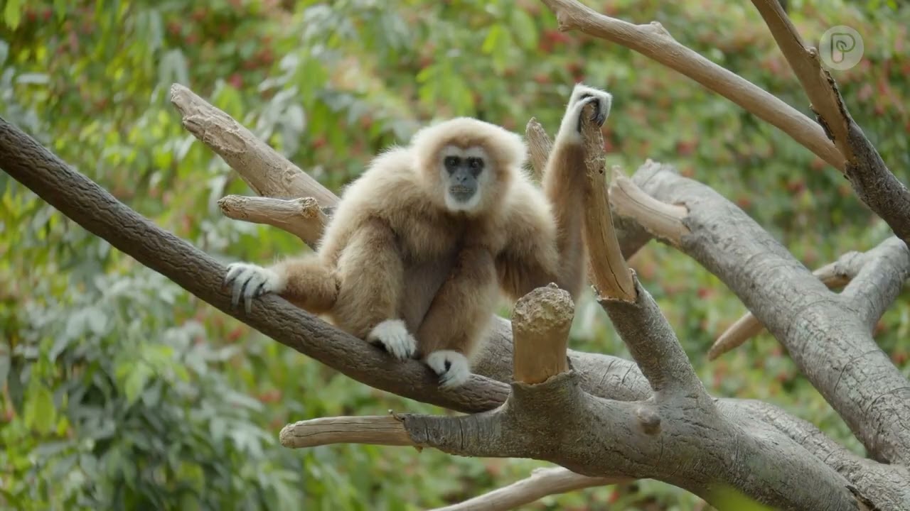 Biodiversity crisis and importance of wild species