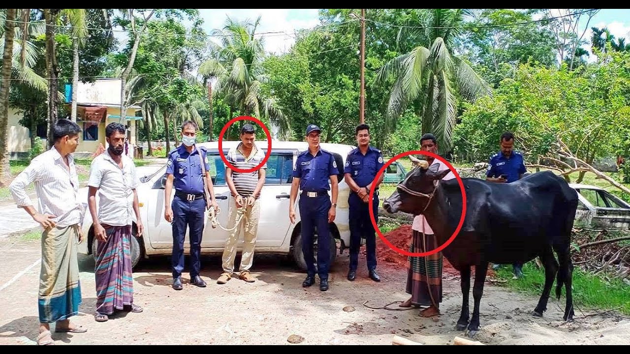 আধুনিক পদ্ধতিতে গরু চুরি ।। ধরা খেলো পুলিশের জালে || BD Police News Update