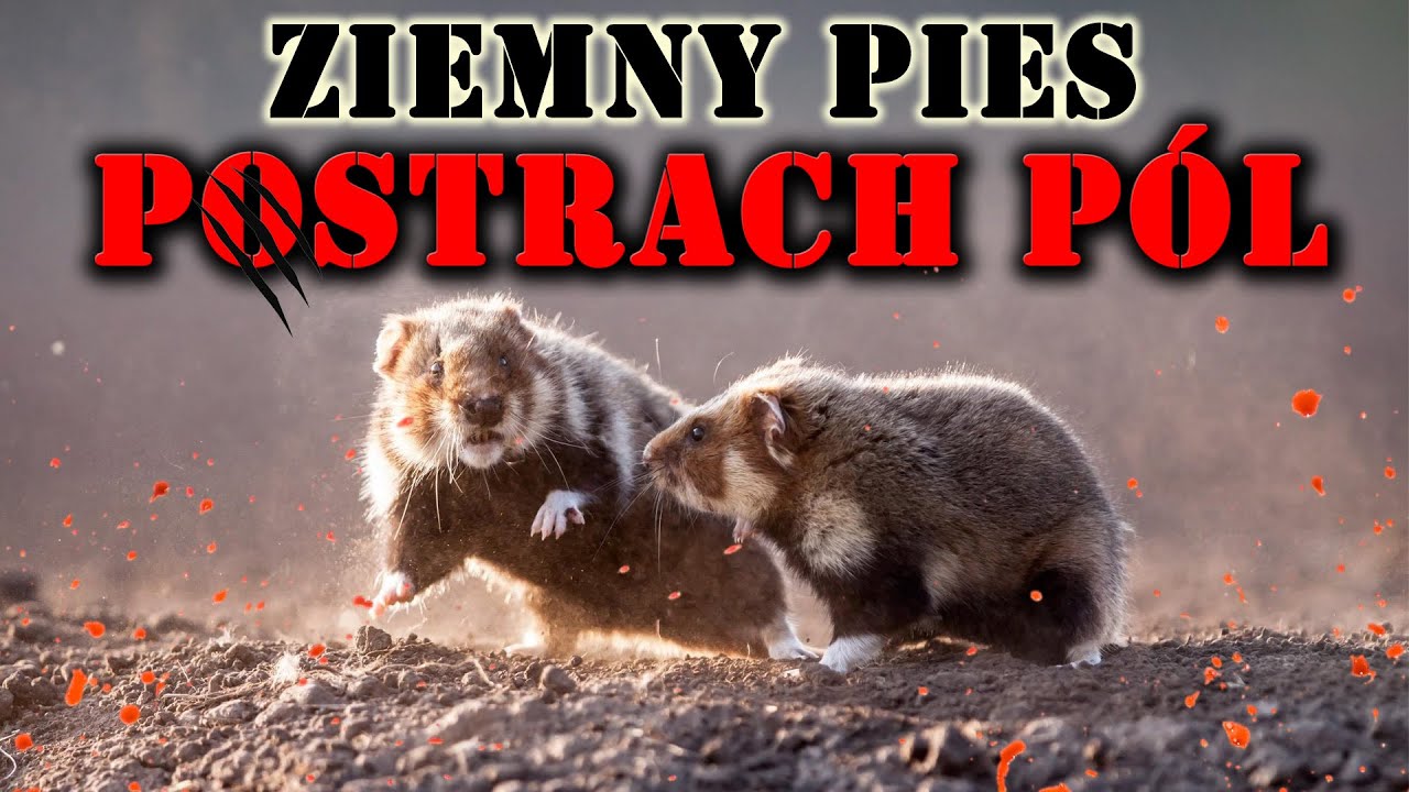 ZIEMNY PIES | Chomik Europejski - Postrach P&oacute;l