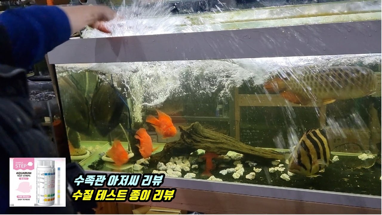 대형어 합사가 위험한 이유