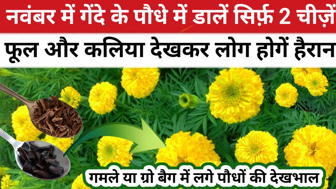 2 органических ингредиента для добавления к бархатцам в начале ноября / Уход за горшечными растен...