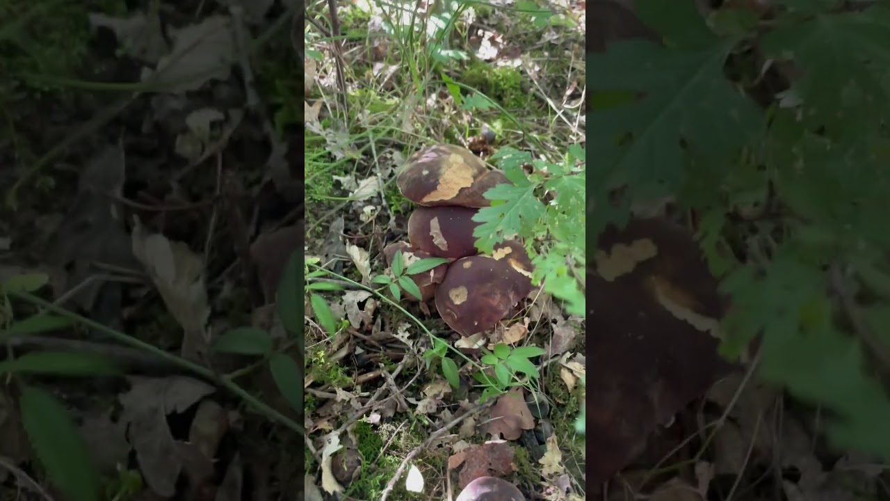 Cueillette c&egrave;pes septembre 2024 #champignon #cepes