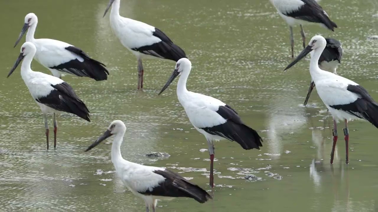 コウノトリがやってきた！兵庫県高砂市阿弥陀町【4K】