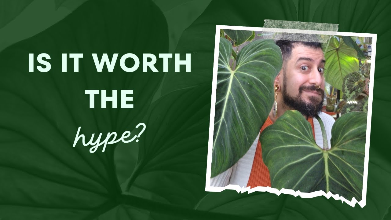 Philodendron gloriosum Review | 3+ Years Later | 👀Update Video | Crawling Philodendron