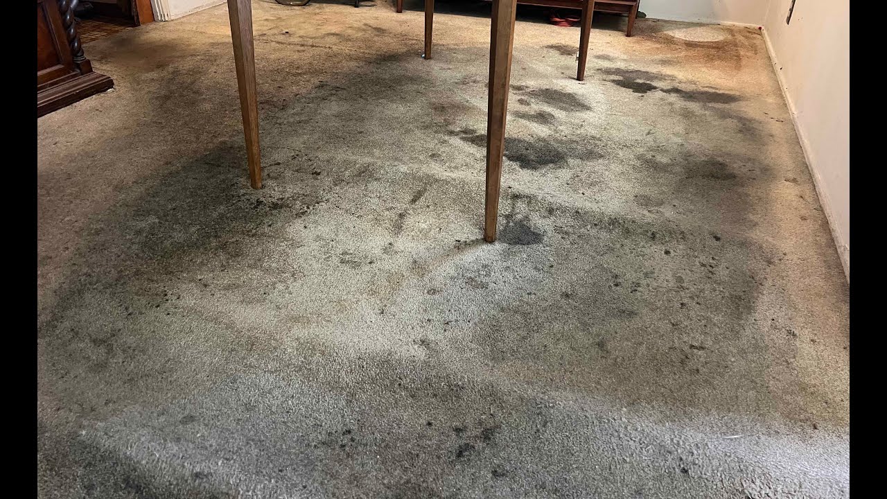 Extreme Carpet Cleaning! Worst Carpet We Have Ever Cleaned!