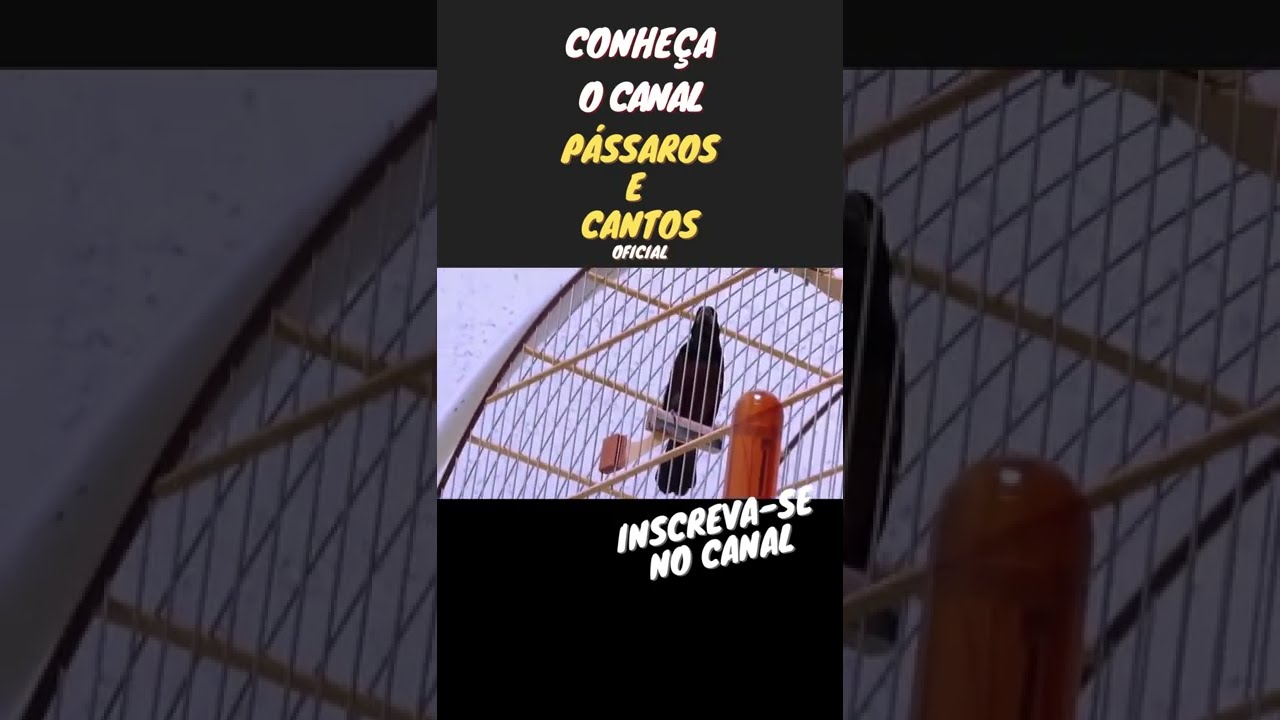 Curi&oacute; Sentinela Neto   O maior repetidor do canto praia grande cl&aacute;ssico