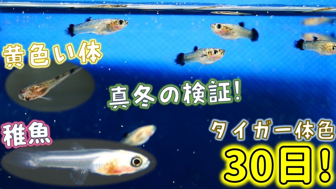 【毎日記録】黄色い体のグッピー生後1カ月までの記録だぜ！品種はタイガーモスコーブルーグッピー！【ふぶきテトラ】