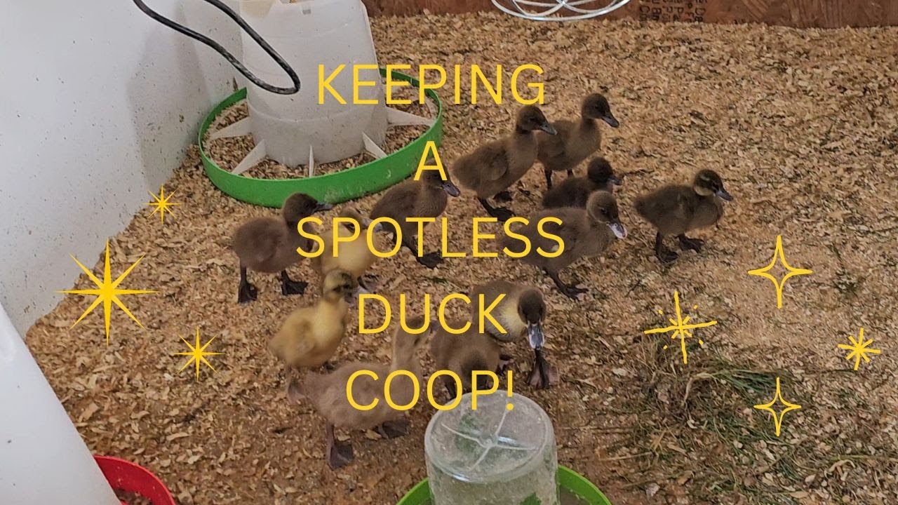 Самодельный чистый утиный курятник