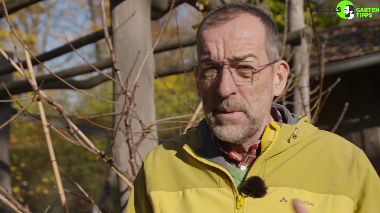 Spalierobstschnitt - Gartentipps von Volker Kugel - www.grünzeug.tv