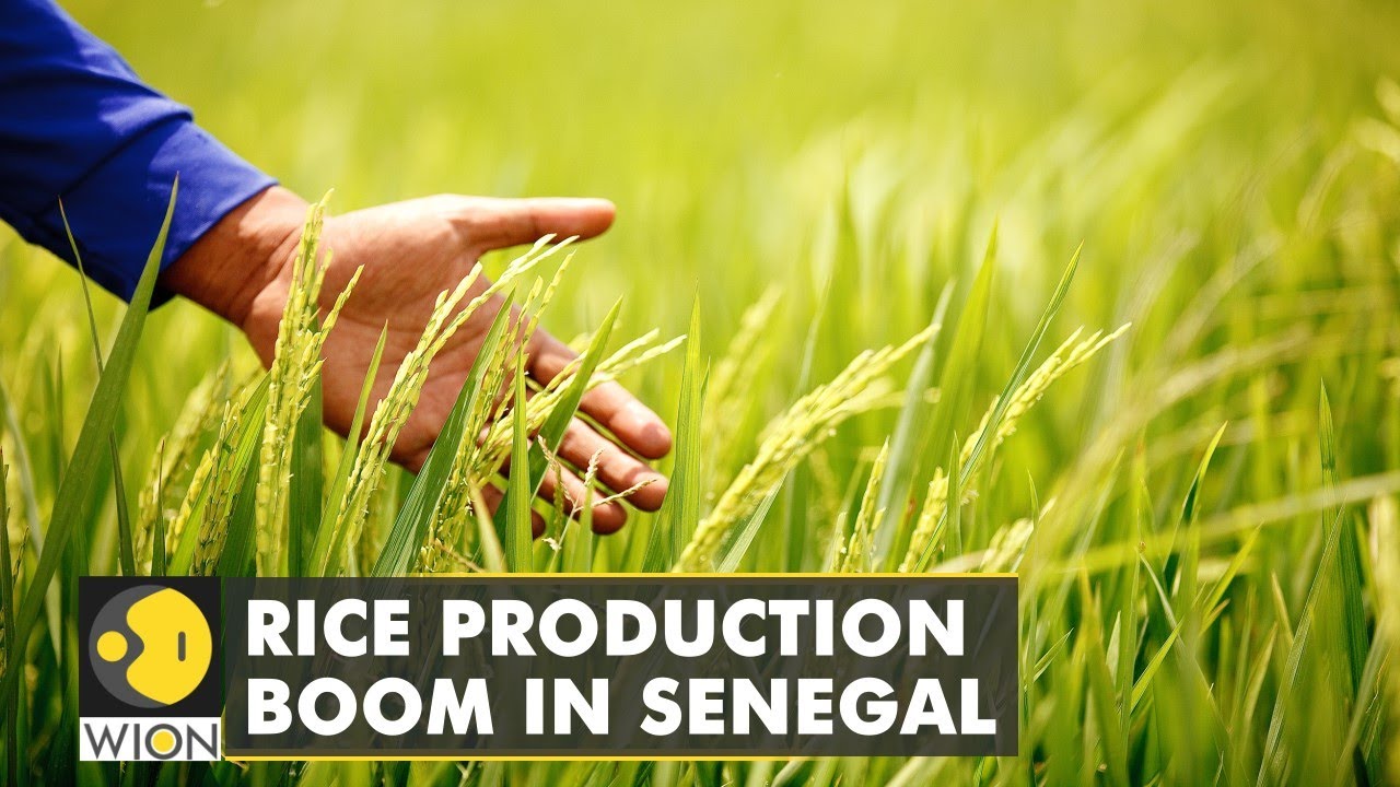 Africa: Rice production boom in Senegal; dependence on home-grown rice now in focus | WION