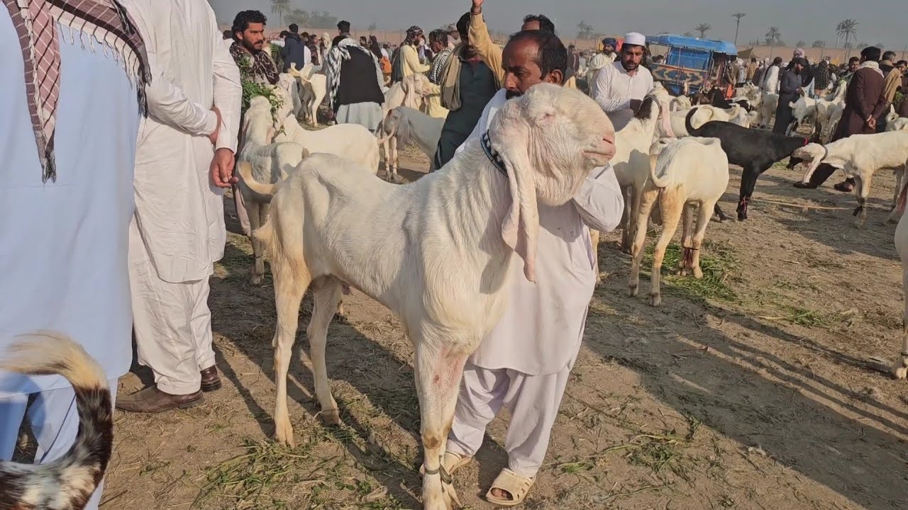 21date 2026 Goat rates are down completely due to Ramzan 😯Tell the rates of goat market today 