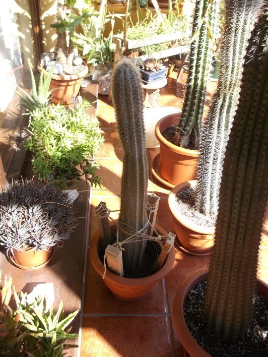 How to pot up and support a tall cactus cutting