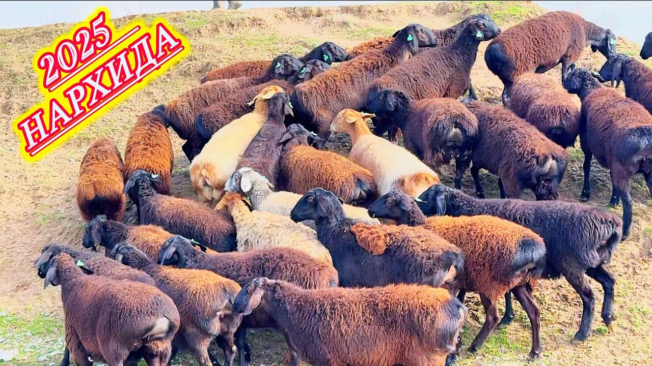 Туғса, нархи ошади — билган одам шошади.