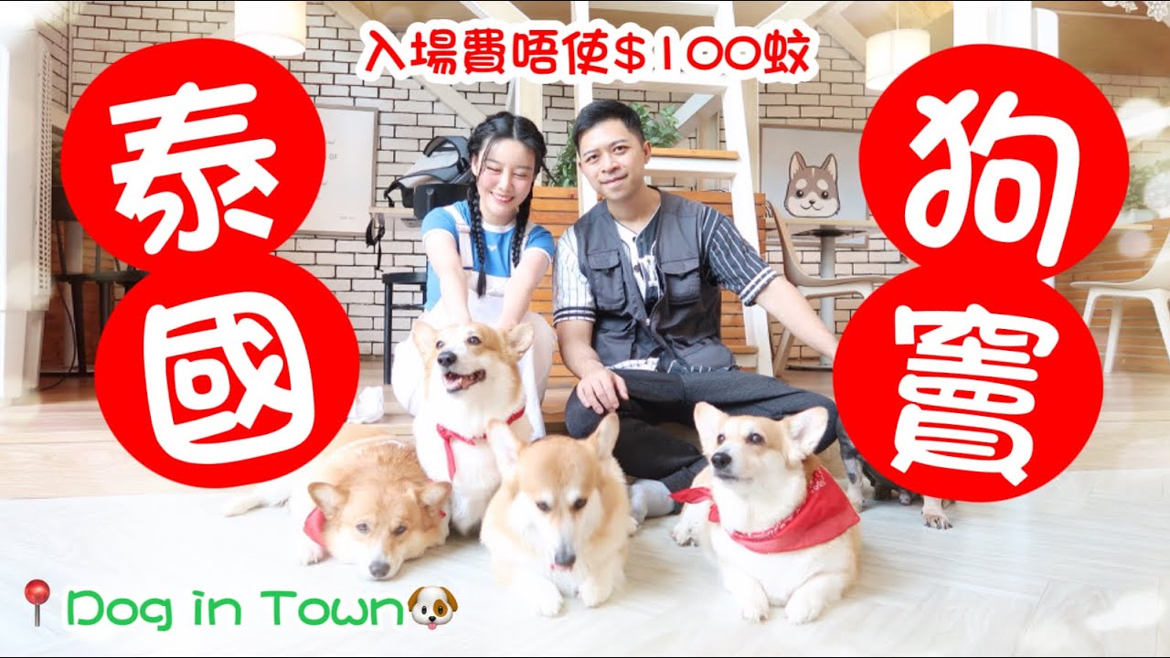 【vlog】深入！泰國狗竇🐶🐶🐶 #伍仔 #曼谷狗cafe #狗狗咖啡廳