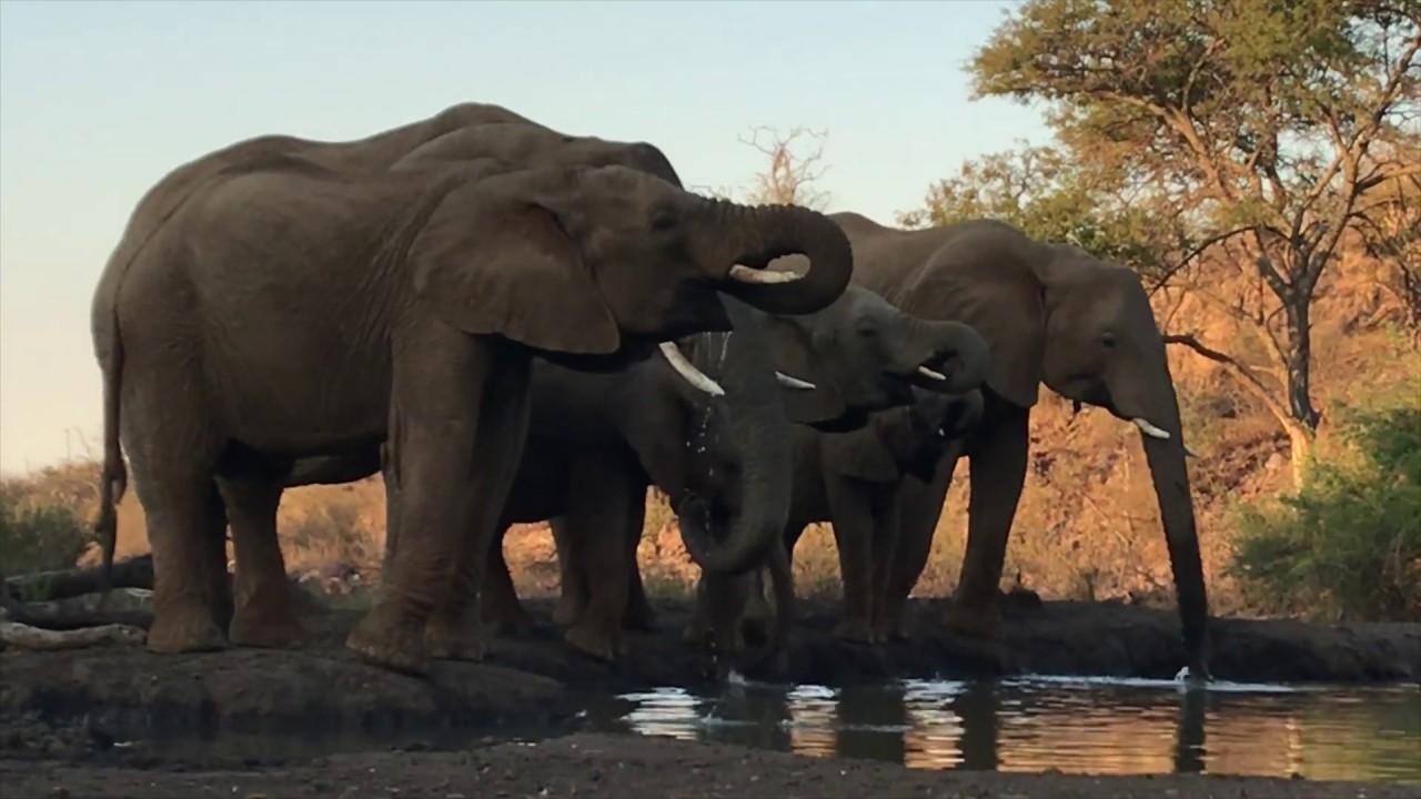 Tuningi Safari Lodge