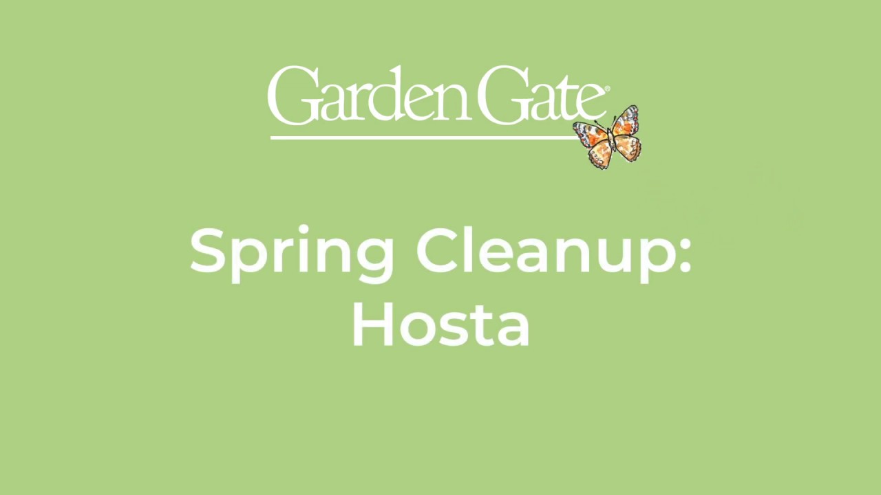Learn How To Cleanup Hostas in Spring 🌱🏡