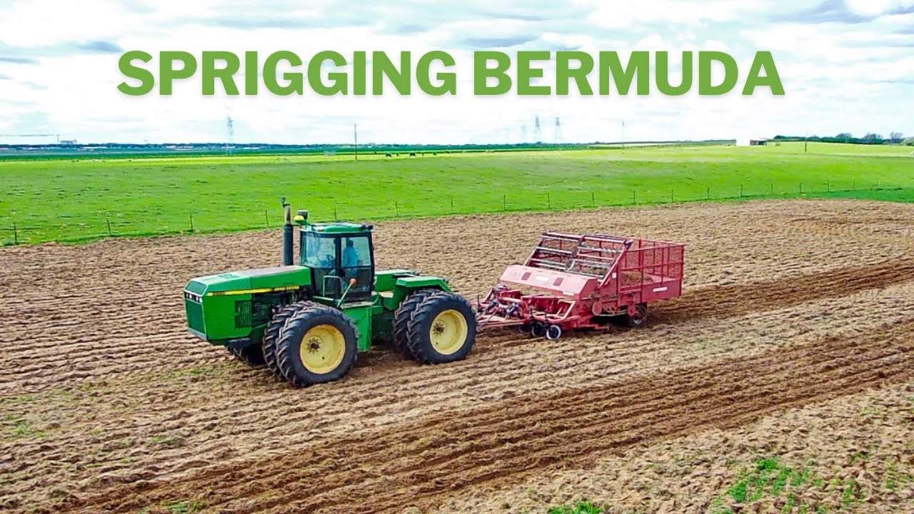 SPRIGGING BERMUDA