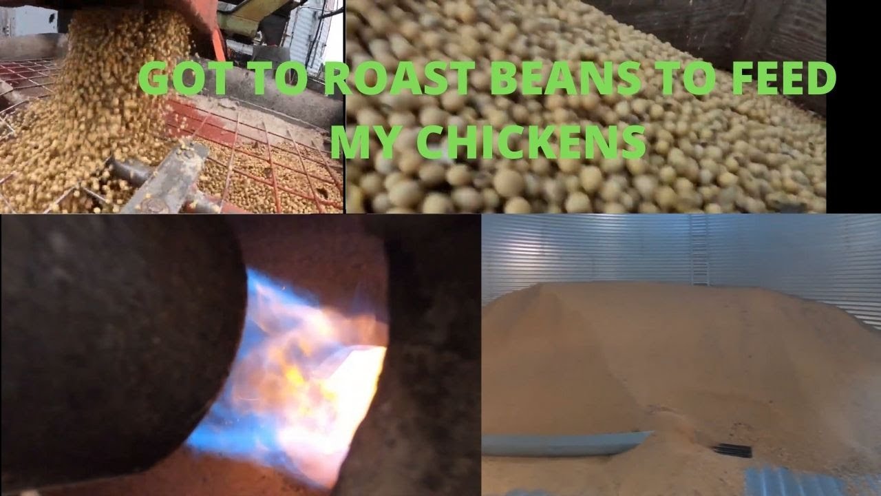 roasting soy beans so we can feed the chickens