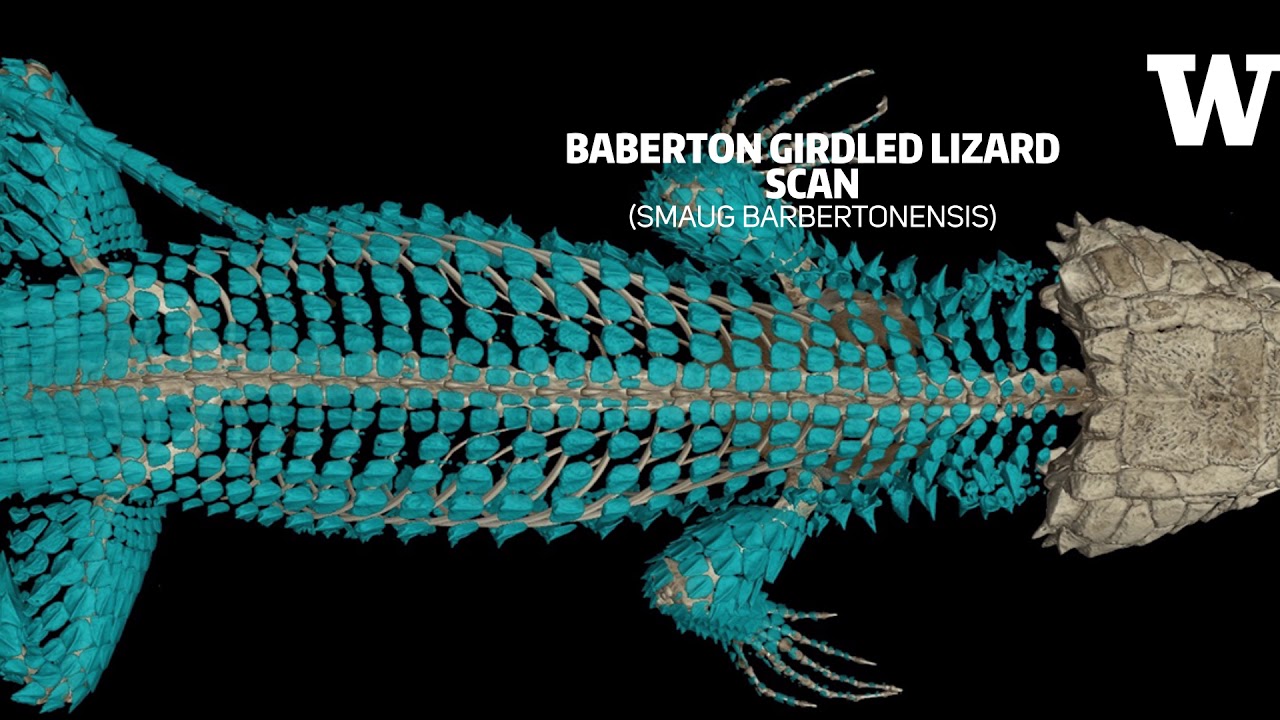 Scientists to create digital encyclopedia of 3-D vertebrate specimens