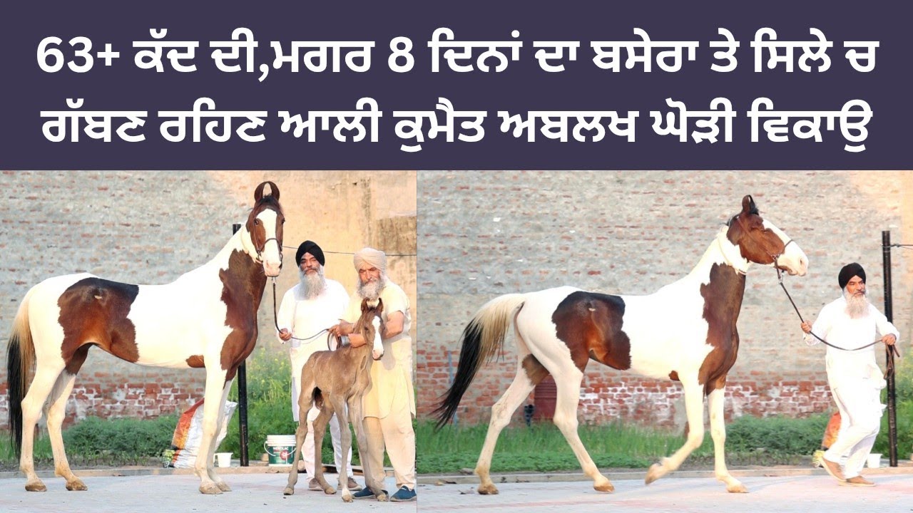 ਘੋੜੀ ਦਾ ਕੱਦ ਵੀ 63+ ਆ,ਸਿਲੇ ਚ ਗੱਬਣ ਰਹਿੰਦੀ ਆ,ਬੱਚਾ ਘੋੜੇ ਤੇ ਦਿੰਦੀ ਆ,ਹੁਣ ਮਗਰ 8 ਦਿਨਾਂ ਦਾ ਬਸੇਰਾ ਚੰਗੇ ਸਾਈਜ ਦਾ