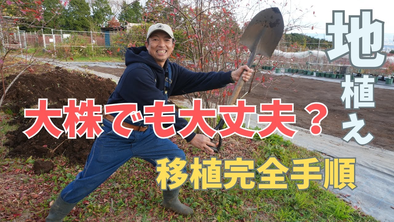 【大株ブルーベリー】植えてから7年経過したブルーベリーを移動します