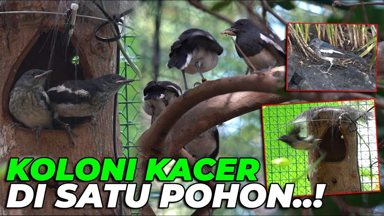 TERHARU..! AKHIRNYA KOLONI KACER BERKUMPUL..! KACER 01 JADI PEMIMPIN...