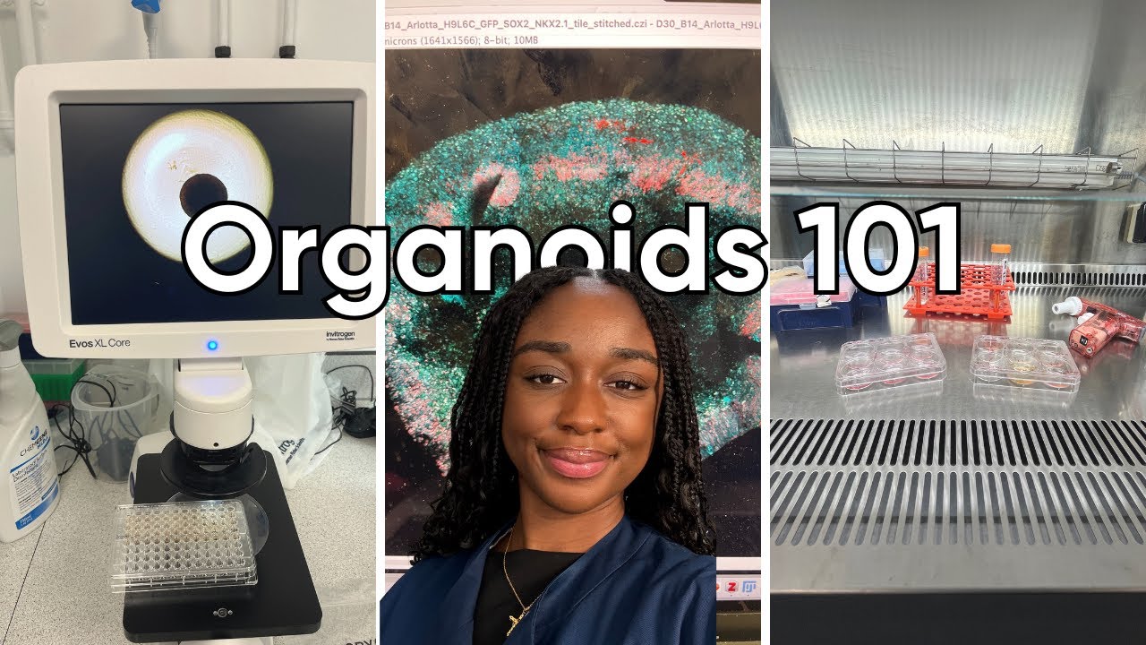 Brain Organoids Explained: A Simple Guide by a Neuroscience PhD Student