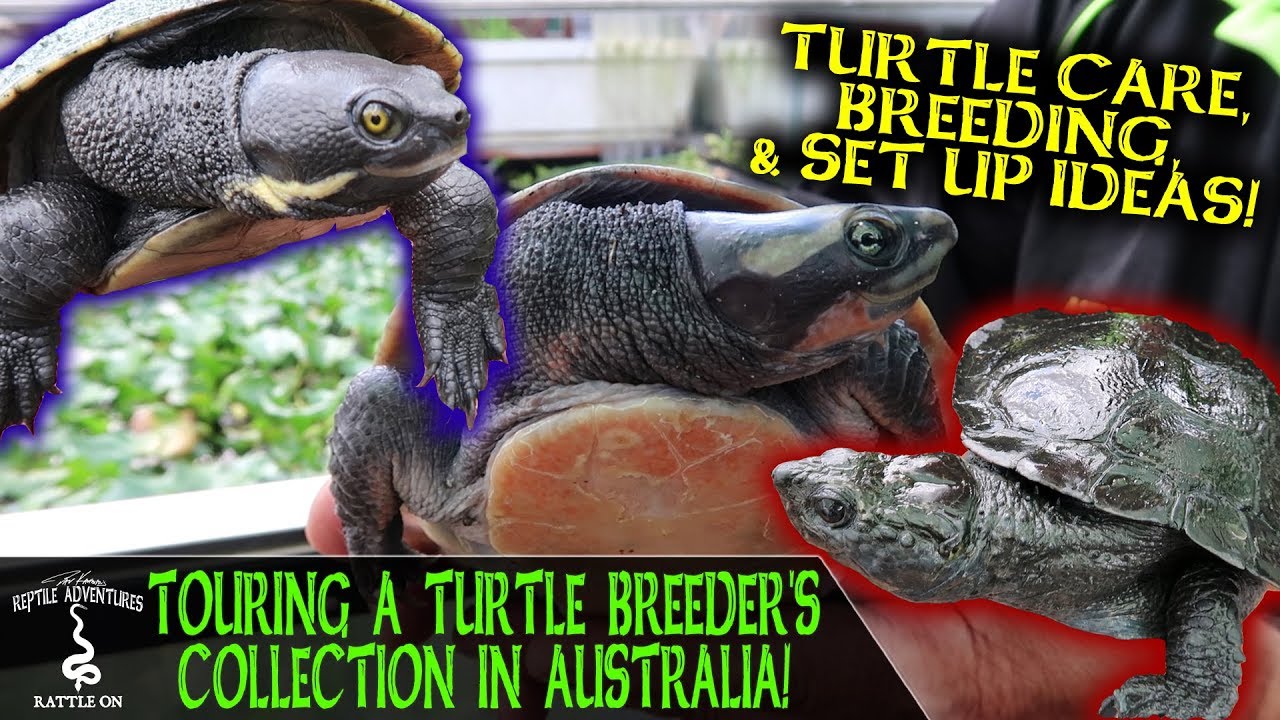 TOURING A TURTLE BREEDER'S COLLECTION IN AUSTRALIA!