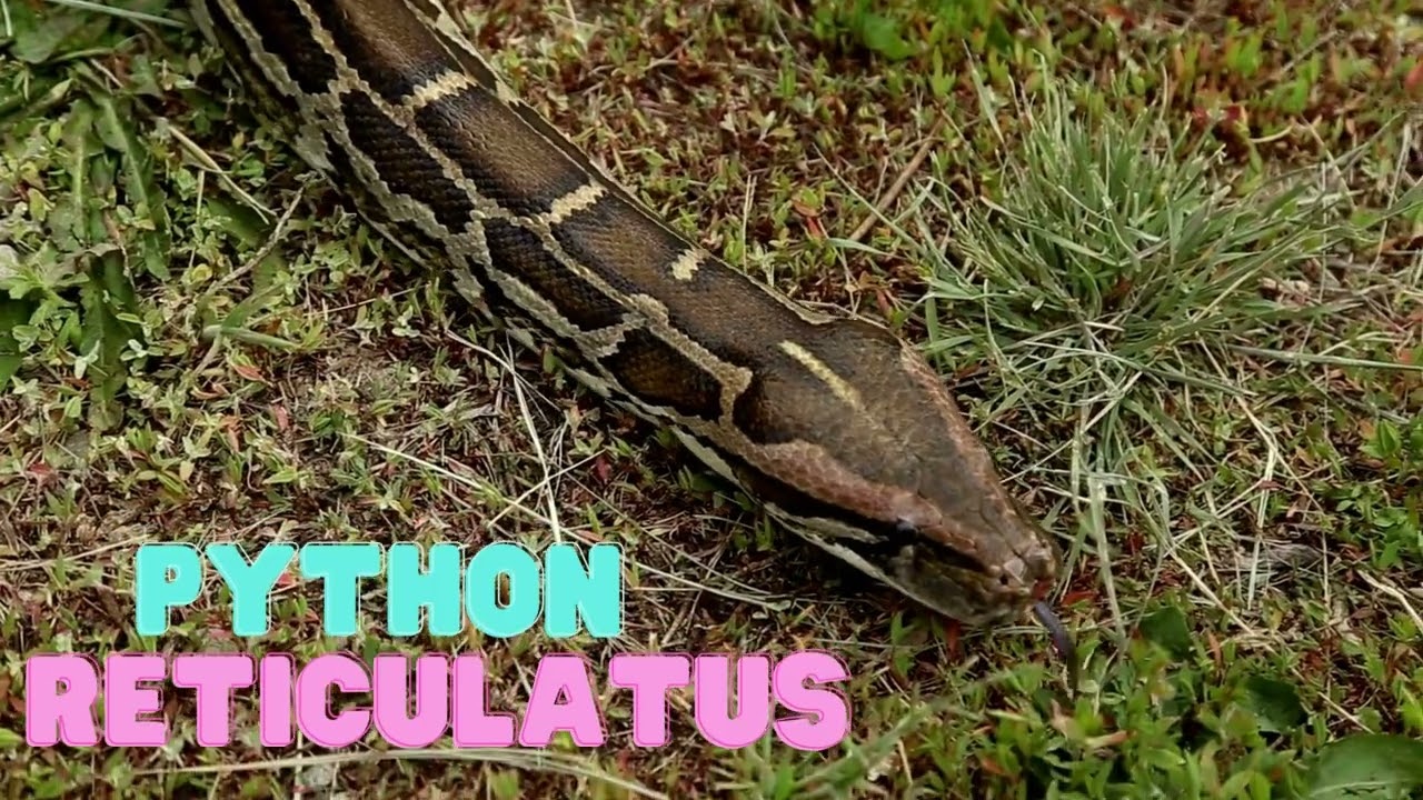 Python reticulatus