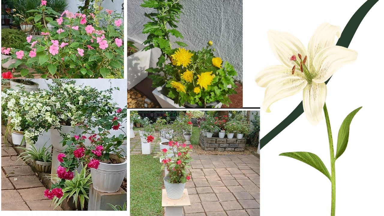 Our blooming journey,an evolving garden 🏡🌝 (අපේ මල් පිපෙන ගමන, පරිනාමය වන් උද්‍යානය)