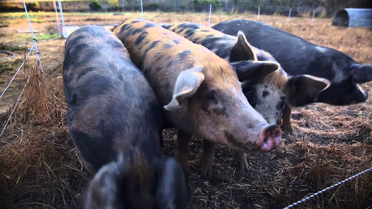 RFRS x Dede Boies of Root Down Farm (preview)