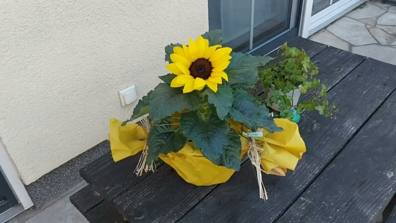 15. Juni 2022  я дома....😊🌞