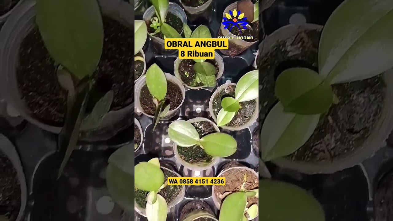 OBRAL ANGGREK BULAN MURAH
