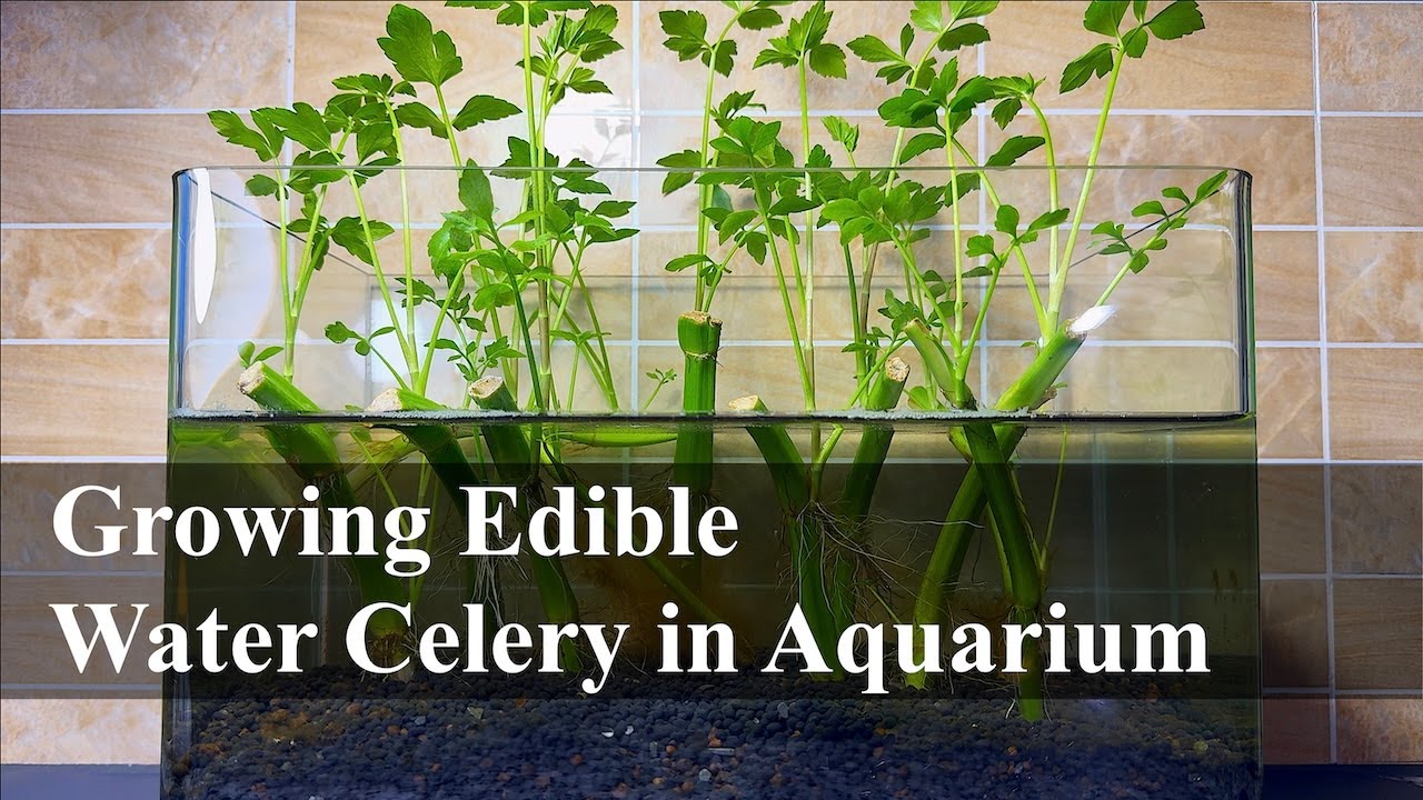 Growing edible water celery in aquarium