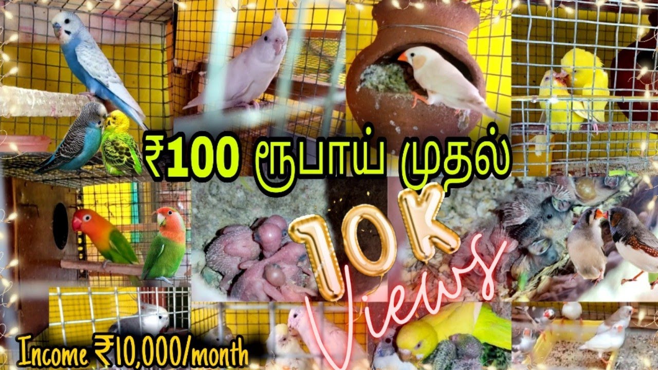 ரூ 100 முதல் Birds for sales| Birds Farm | lovebirds, Finches, Cocktail, African|Tamil|Sharon Spot