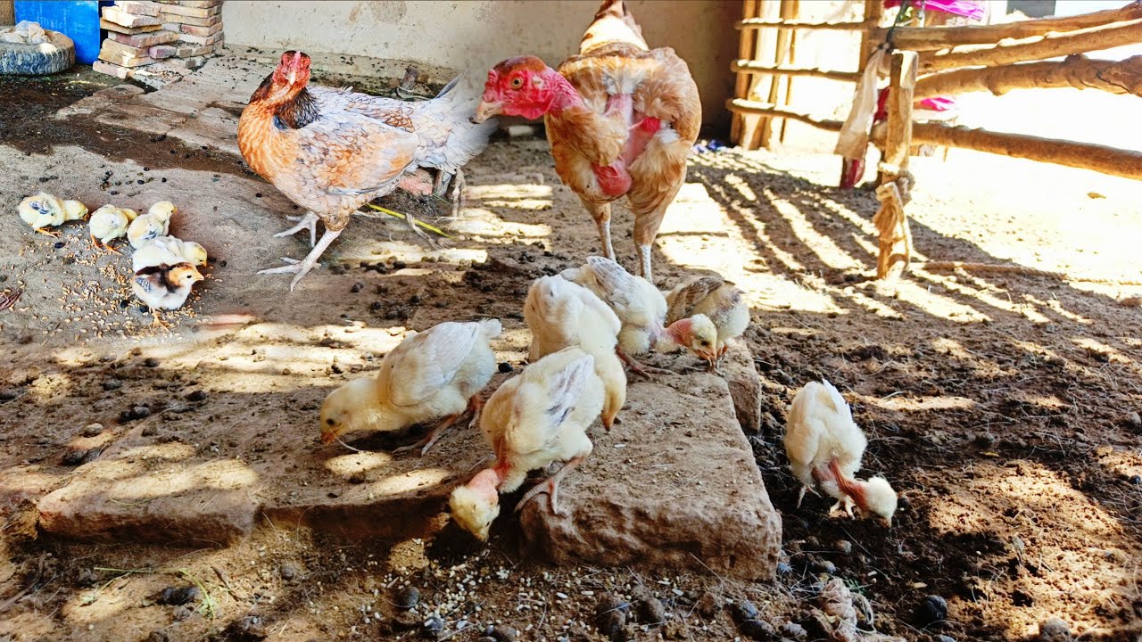 Ganji🐔k Chick's kia🤔chahtay hn😠|#chicken #hen #villagelife #vlog #pets #dailyvlog#dailyroutine#vlogs