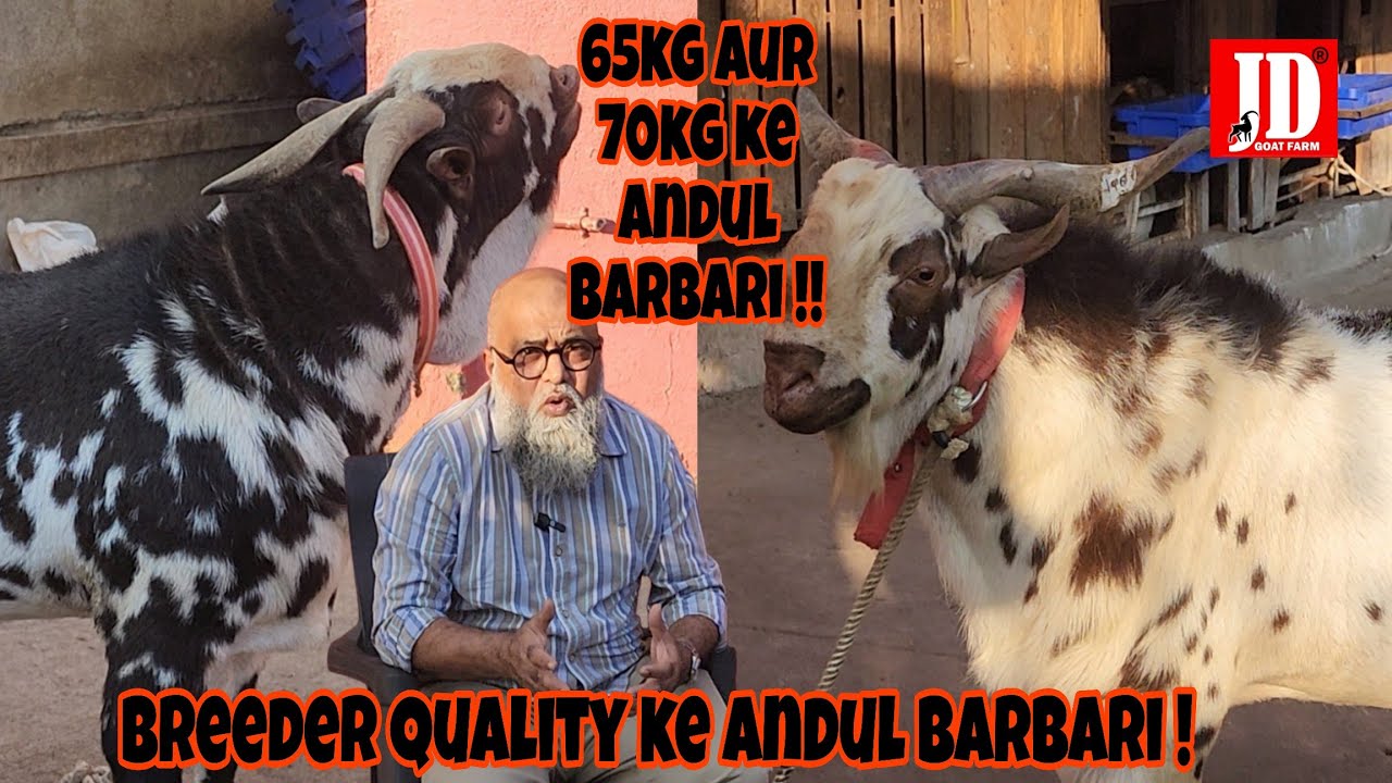 65-70kgs ke Andul Barbari | Breeder Quality Andul Barbari | Available at JD | JD Goat Farm