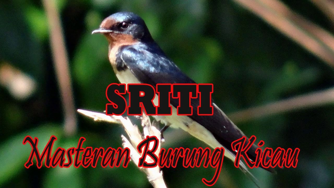 Download suara burung Sriti Untuk Masteran Burung Kacer Murai Dll