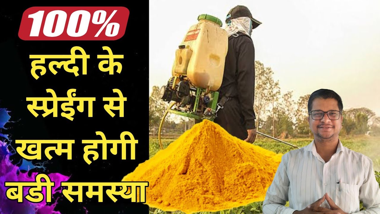 हल्दी के स्प्रेईंग से खत्म होगी बडी समस्या ।Turmeric powder for plants