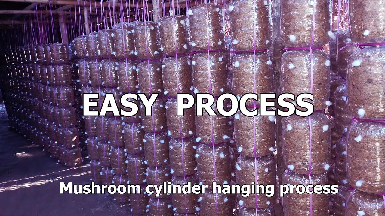 MUSHROOM CULTIVATION & Cylinder hanging process