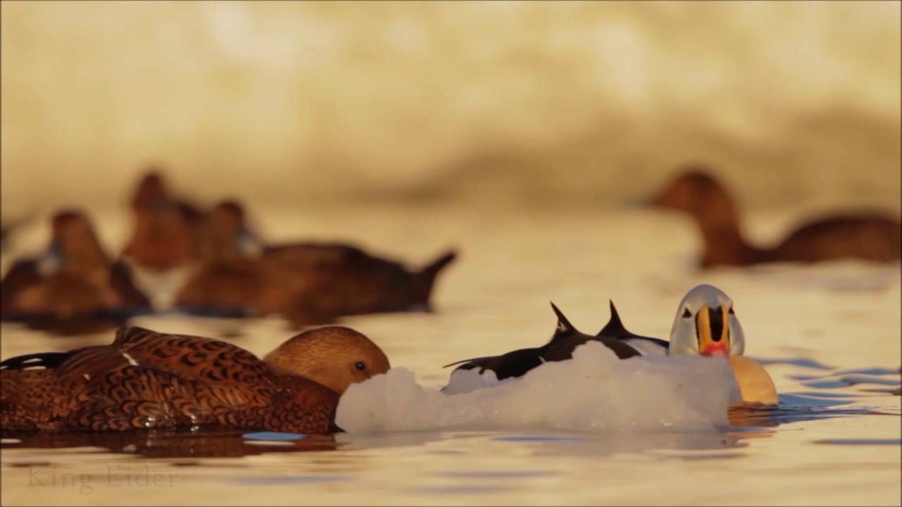 Vadsø Fjordhotell, The Birders Basecamp in Varanger