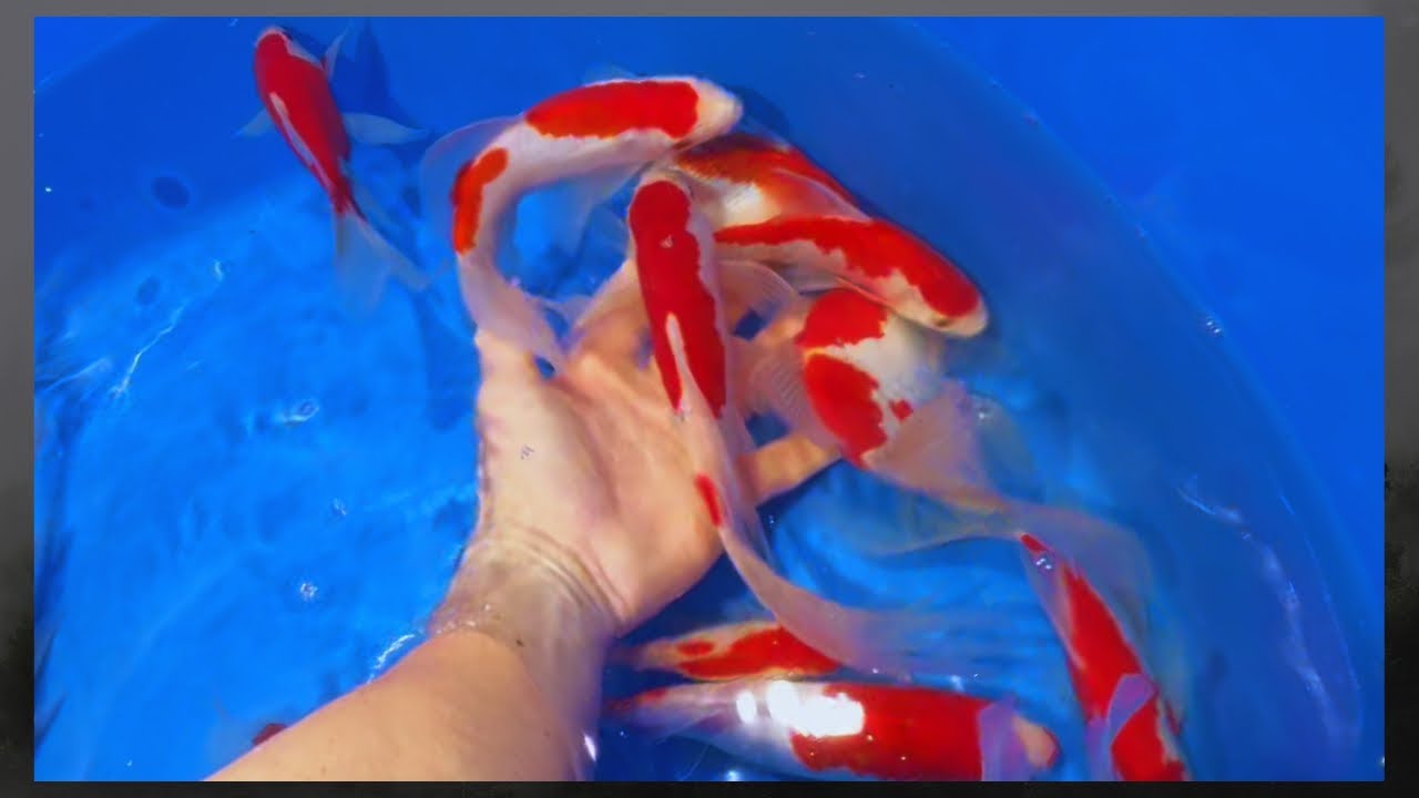 庄内金魚#塩田養鯉場 #koi #アクアリウム 