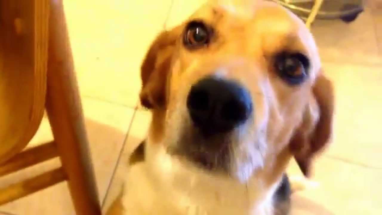 Cane Beagle chiede le coccole